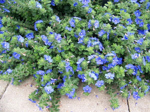 Blue My Mind
