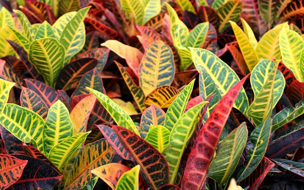 Croton - Petra