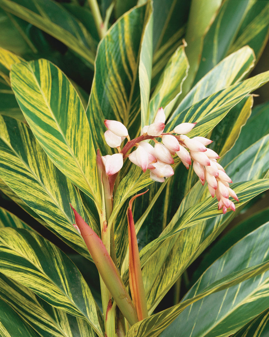 Variegated Shell Ginger