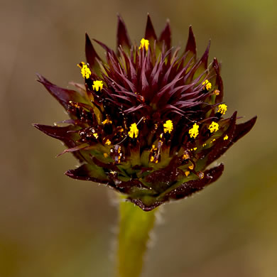 Rayless Sunflower - Native