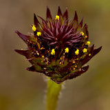 Rayless Sunflower - Native