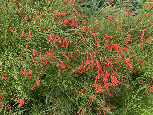 Firecracker Plant