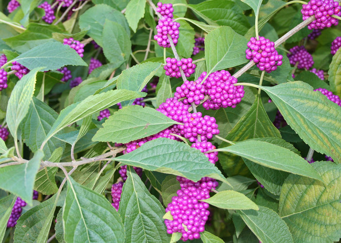 American Beautyberry