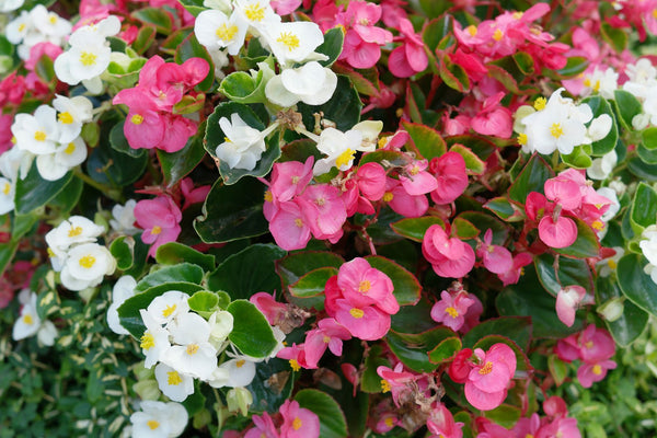 Wax Leaf Begonia