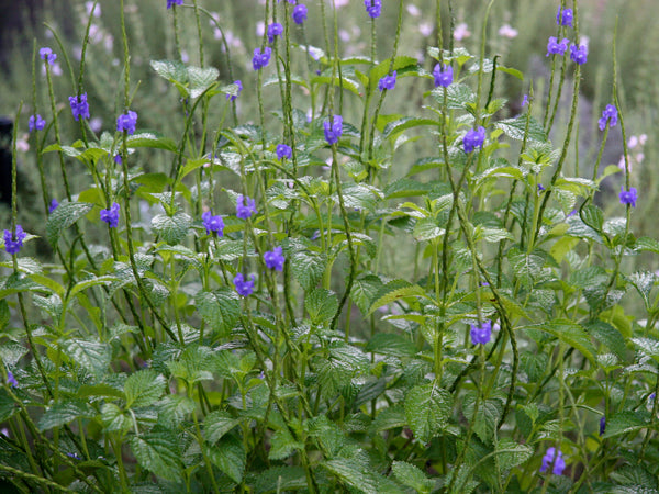 Blue Porterweed