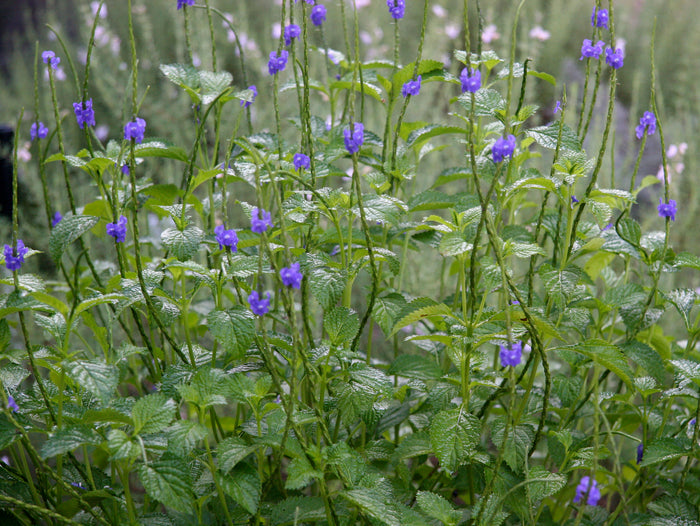 Blue Porterweed
