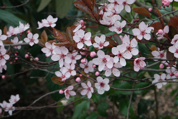 "St. Lukes" Purple Leaf Plum