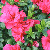 Azalea - Prize