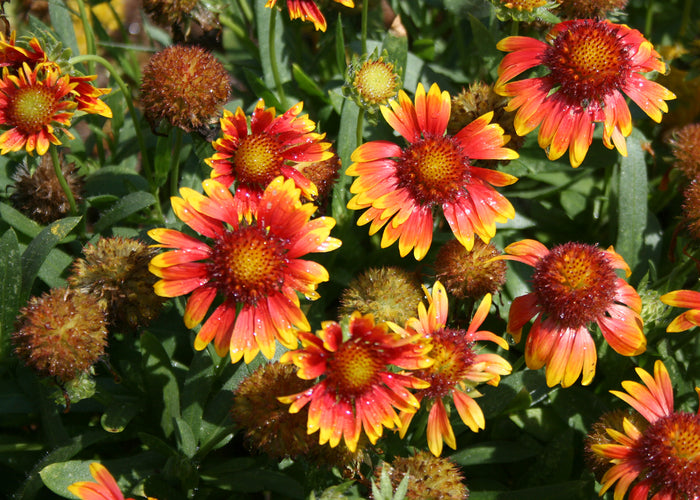 Blanket Flower - Gaillardia