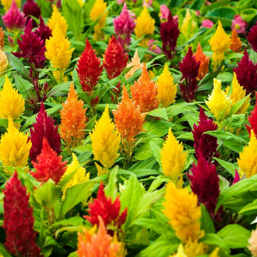 Celosia - Dragon's Breath