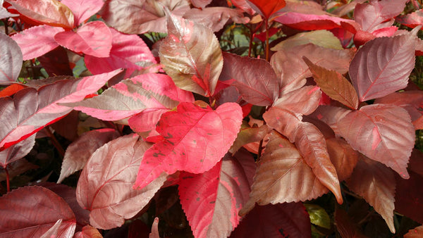 Big Leaf Copper Plant