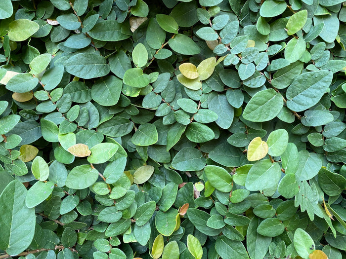 Creeping Fig