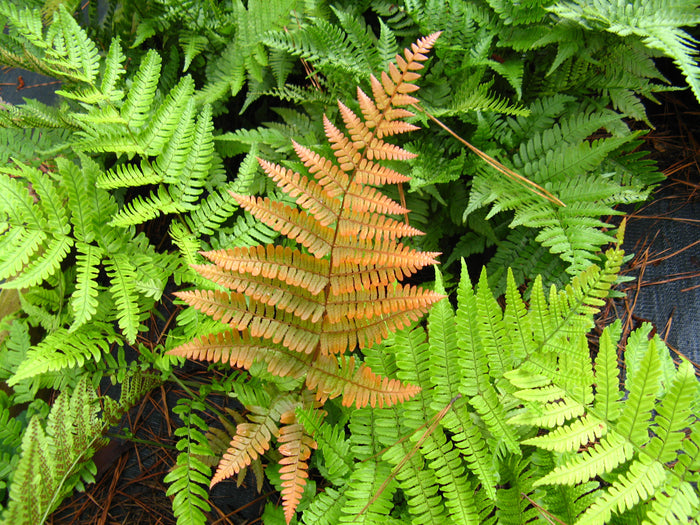 Autumn Fern