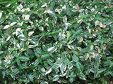 Jasmine Minima