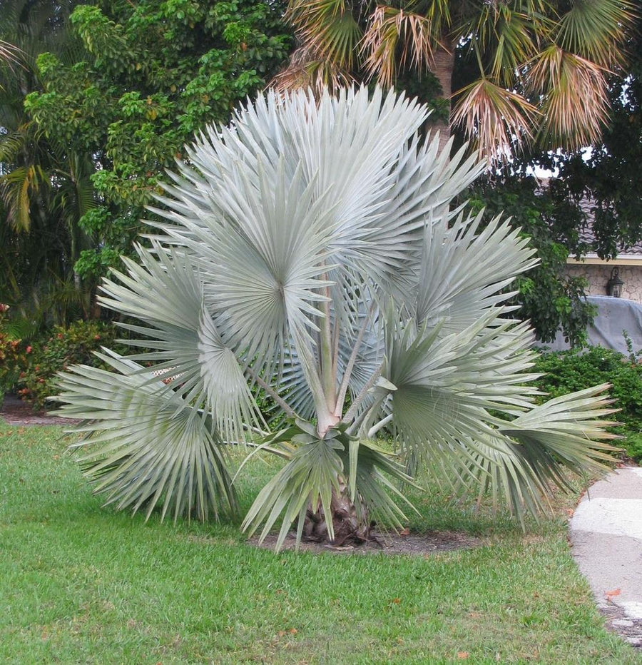 Bismarck Palm