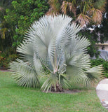 Bismarck Palm