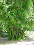Bamboo - Seabreeze