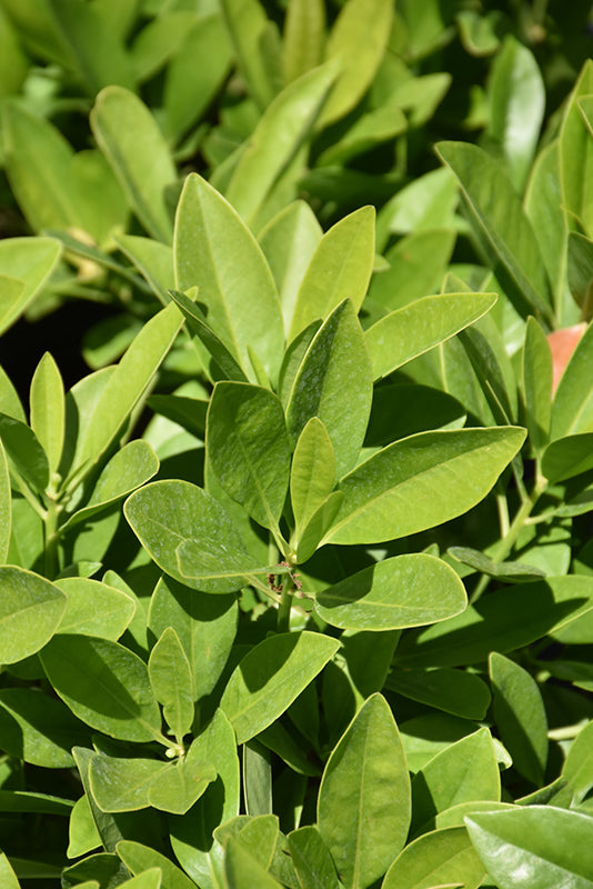 Green Anise