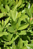 Green Anise