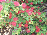 Dwarf Red Powder Puff