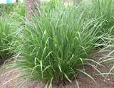 Fakahatchee Grass