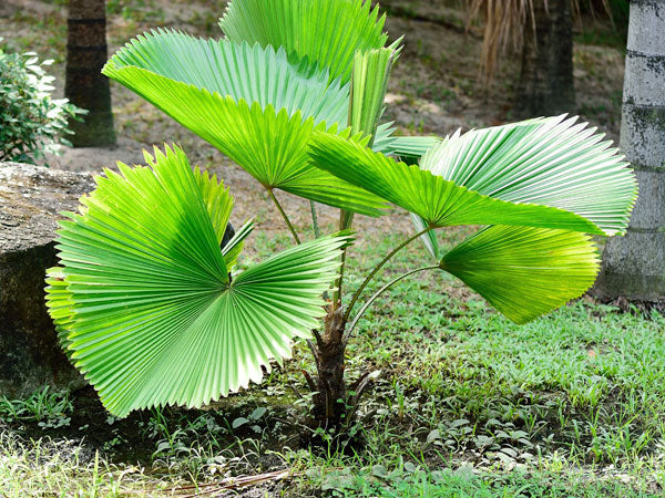 Ruffled Fan Palm