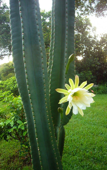 Cereus Cactus