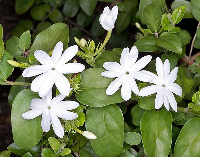 Downy Jasmine