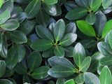 Green Island Ficus