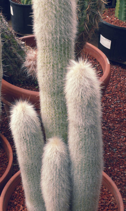Old Man Cactus