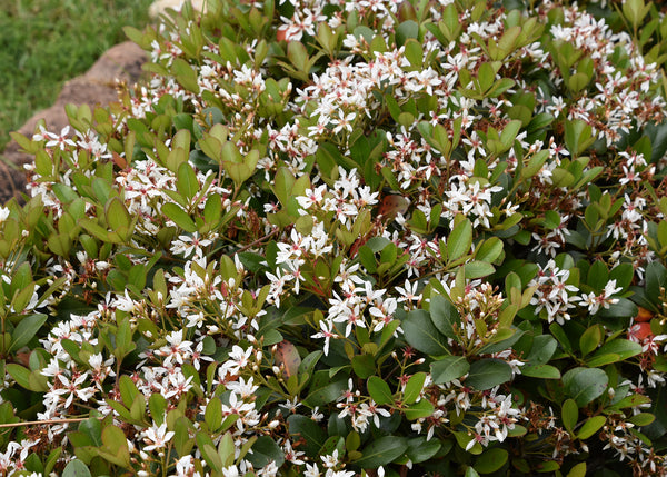 Indian Hawthorne