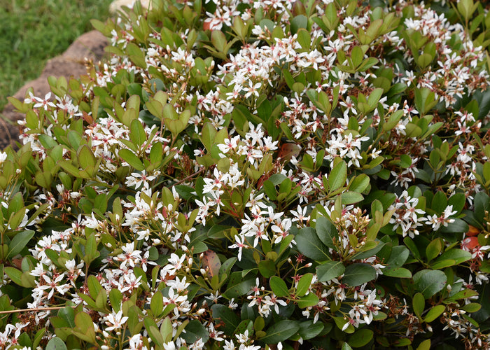 Indian Hawthorne