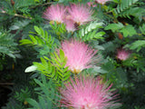 Pink Powder Puff
