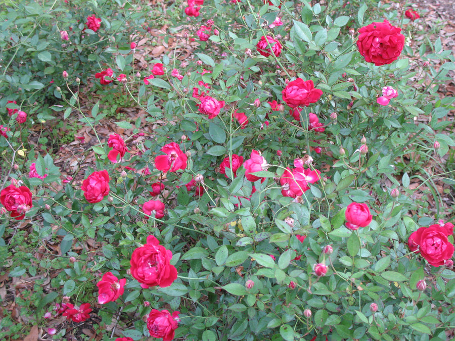 Louis Philippe Rose