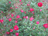 Louis Philippe Rose