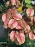 Golden Rain Tree