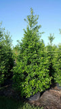 Eagleston Holly