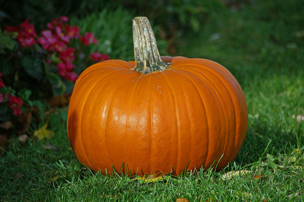Pumpkins