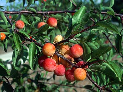 Chickasaw Plum