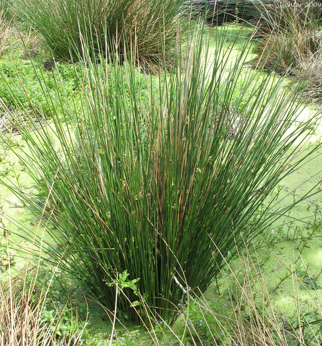 Juncus - Common Rush