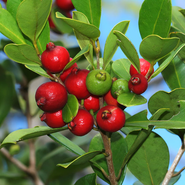 Guava - Cattley Strawberry