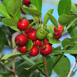 Guava - Cattley Strawberry