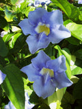 Blue Sky Vine
