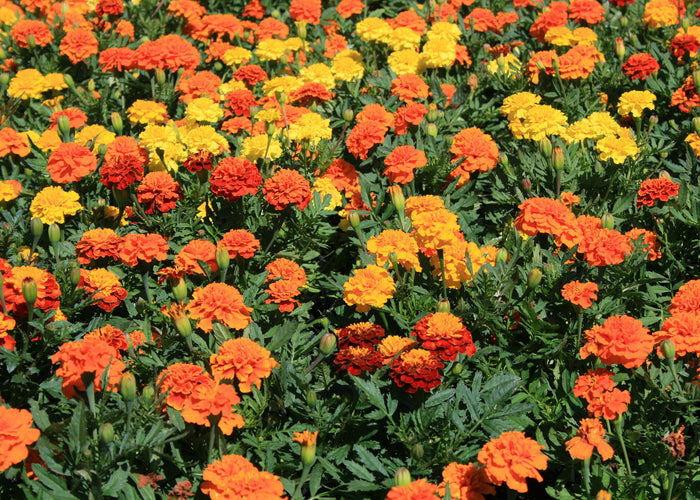 Marigold