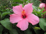 Hibiscus Bush