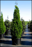 Brodie Cedar