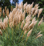 Pampas Grass