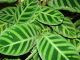 Zebra Plant