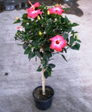 Hibiscus Standard