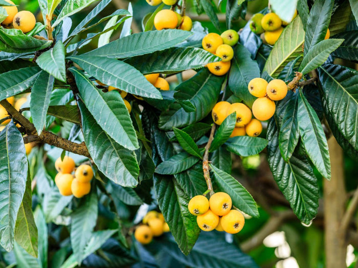 Fruit Loquat